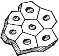 Cross-section of a Group of Wood fibers