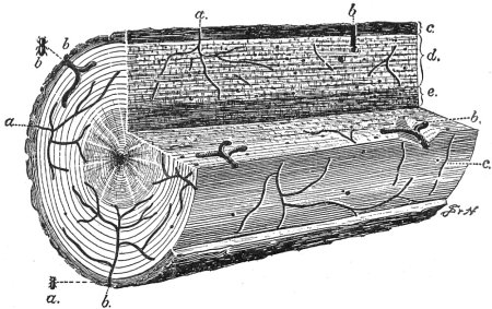 Work of Ambrosia Beetles in Tulip or Yellow Poplar Wood Work of Ambrosia Beetles in Tulip or Yellow Poplar Wood