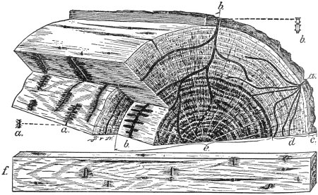 Work of Ambrosia Beetles in Oak Work of Ambrosia Beetles in Oak