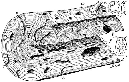 Work of Round-headed and Flat-headed Borers in Pine Work of Round-headed and Flat-headed Borers in Pine