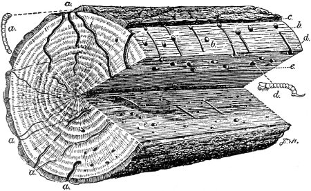 Work of Timber Worms in Oak Work of Timber Worms in Oak