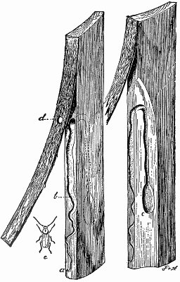 Work of Round-headed Borers Work of Round-headed Borers