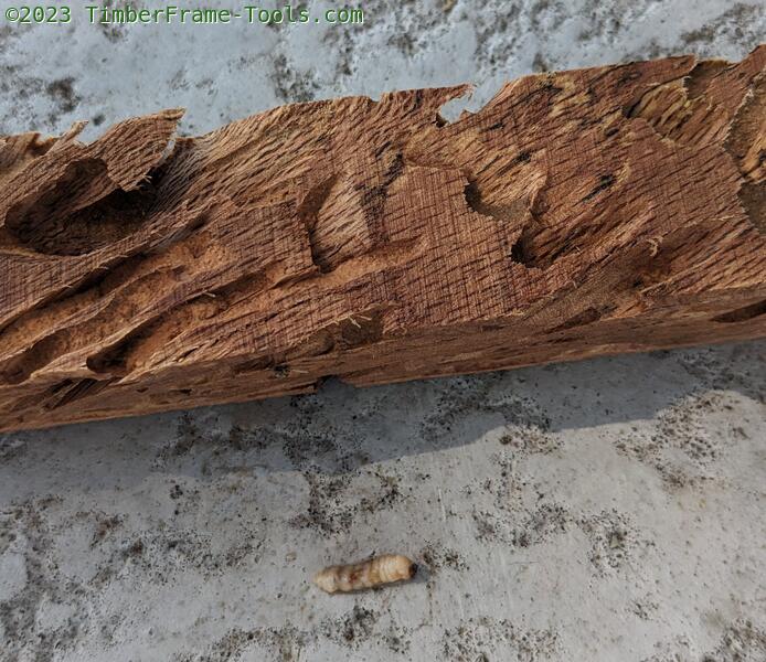 longhorn beetle larvae and the wood damage it created