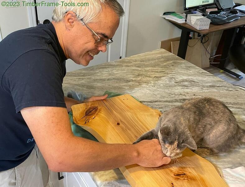 feline woodwork therapy